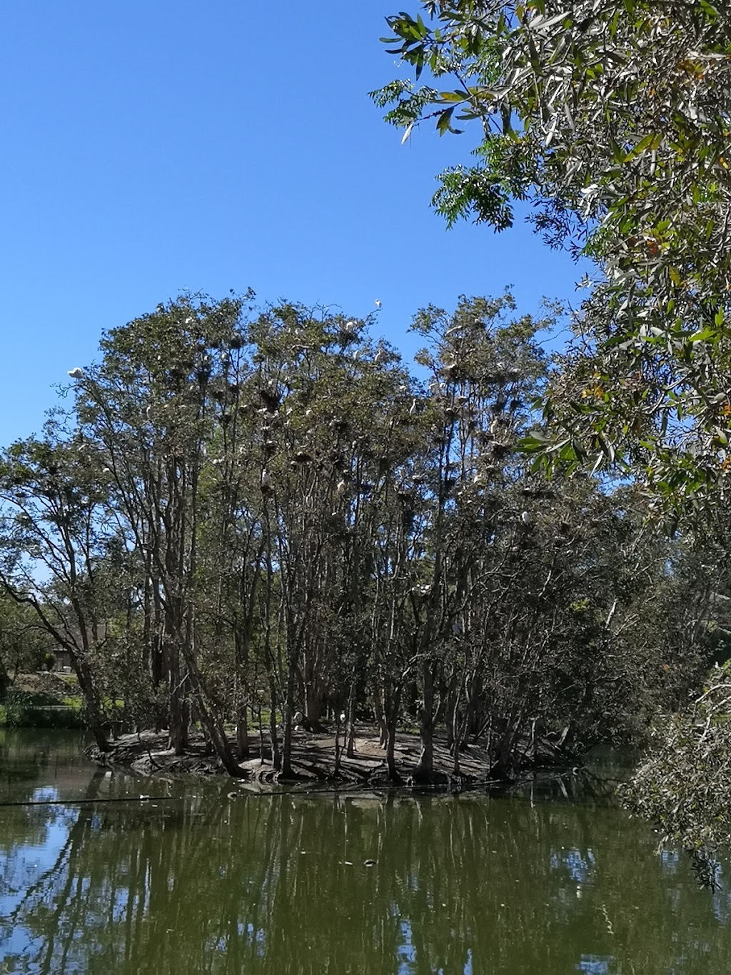 Dawkins lake | park | 24 Cooper St, Macksville NSW 2447, Australia