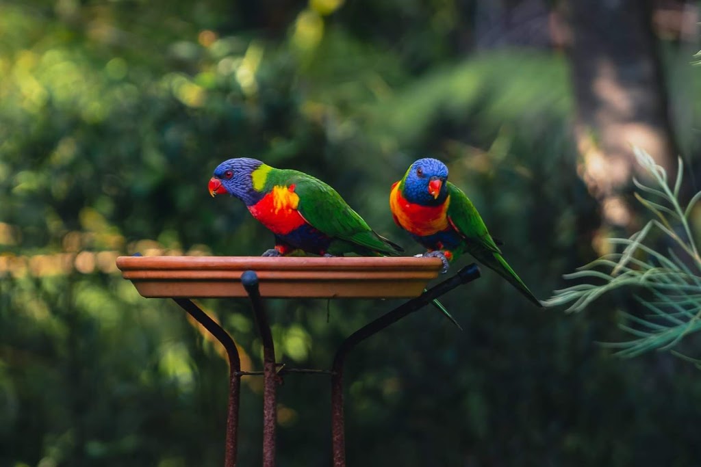 Nature and Bird lovers Retreat | lodging | 134 Mitchells Rd, Valla NSW 2448, Australia