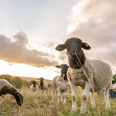 Local Dorper Lamb | 16 Greengate Rd, Bexhill NSW 2480, Australia | Phone: 0409 603 402