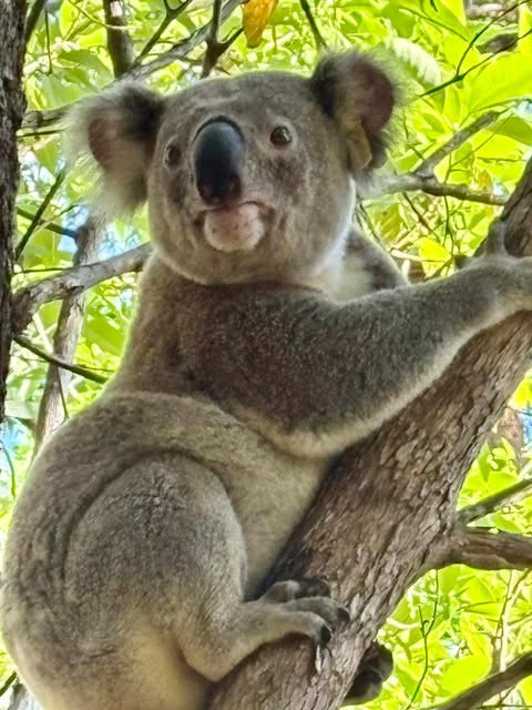 Wildlife Rescue in Redlands Queensland and Surrounds | Fairview St, Victoria Point QLD 4165, Australia | Phone: 0432 108 419