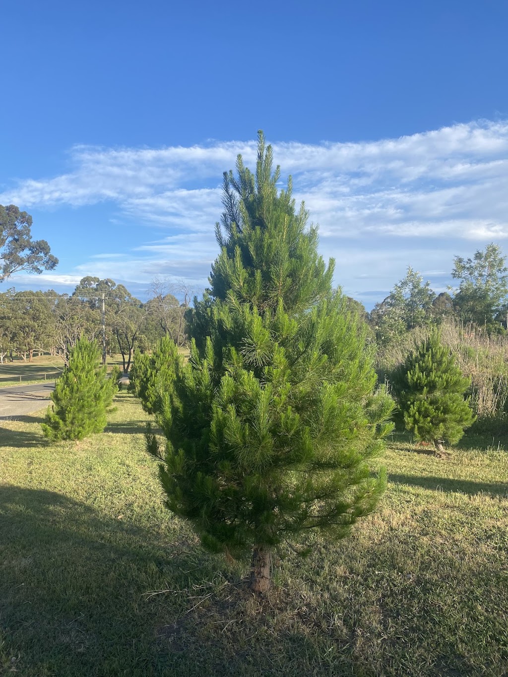 Glenmore Christmas Tree Farm | 669 Mulgoa Rd, Mulgoa NSW 2745, Australia | Phone: 0416 039 672