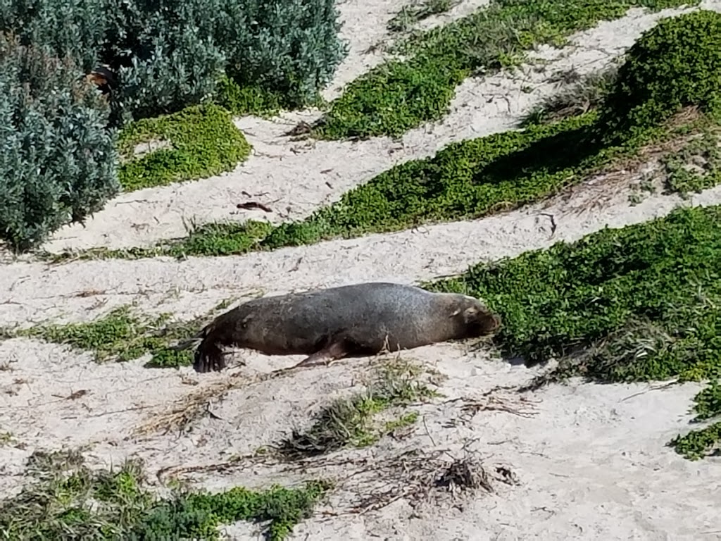 Seal Bay Conservation Park | Seal Bay Rd, Seal Bay SA 5221, Australia | Phone: (08) 8553 4463