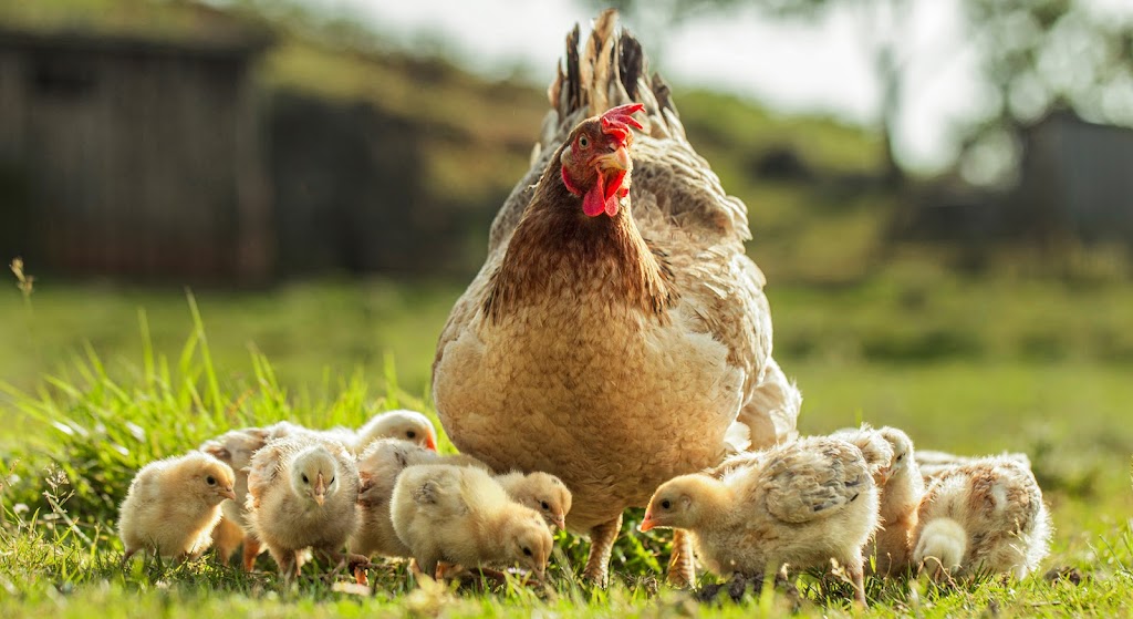 Tristania Farm | 25 Kirkland Rd, Nimbin NSW 2480, Australia | Phone: 0438 420 091