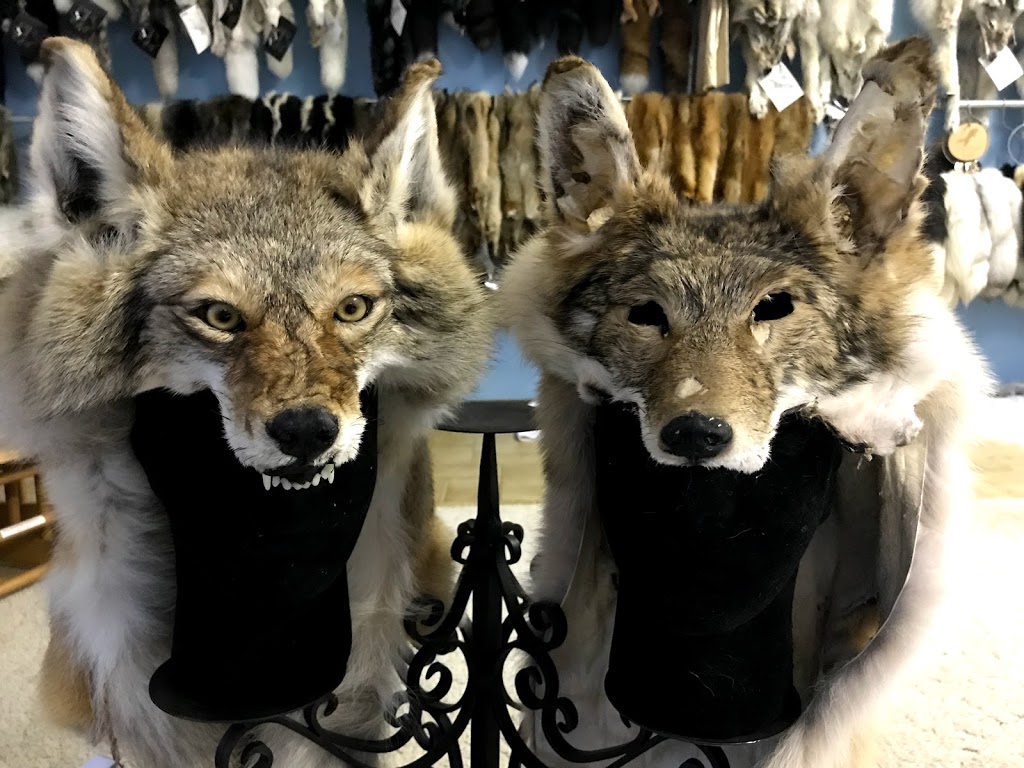 Fox Hollow Taxidermy | 3 West St, Casino NSW 2470, Australia | Phone: 0423 133 550