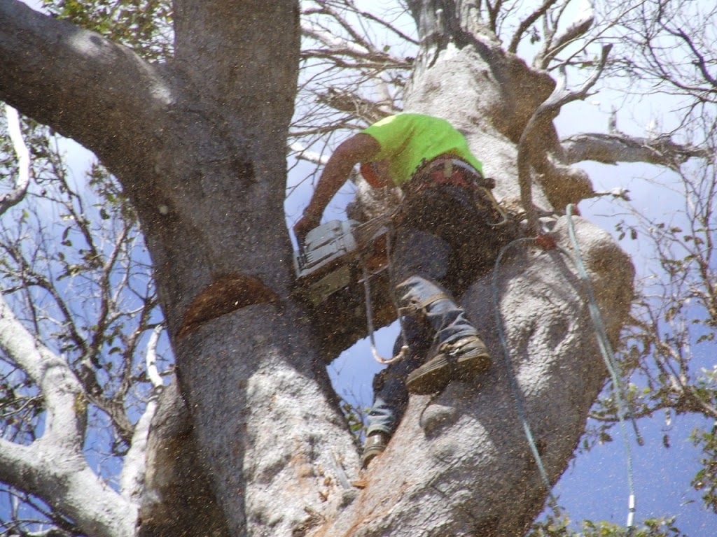 Tree Cutter | Angourie Road, Yamba NSW 2464, Australia | Phone: 0499 573 463