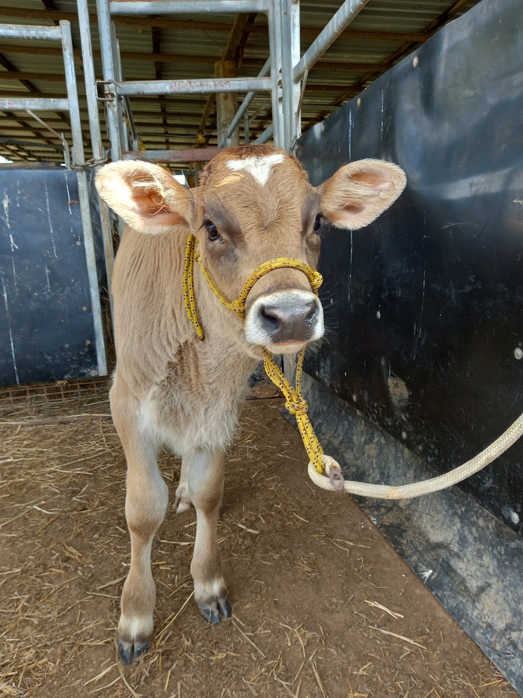 Bush Lemon Farm | 6 Bourkes Rd, Dows Creek QLD 4754, Australia | Phone: 0409 597 048