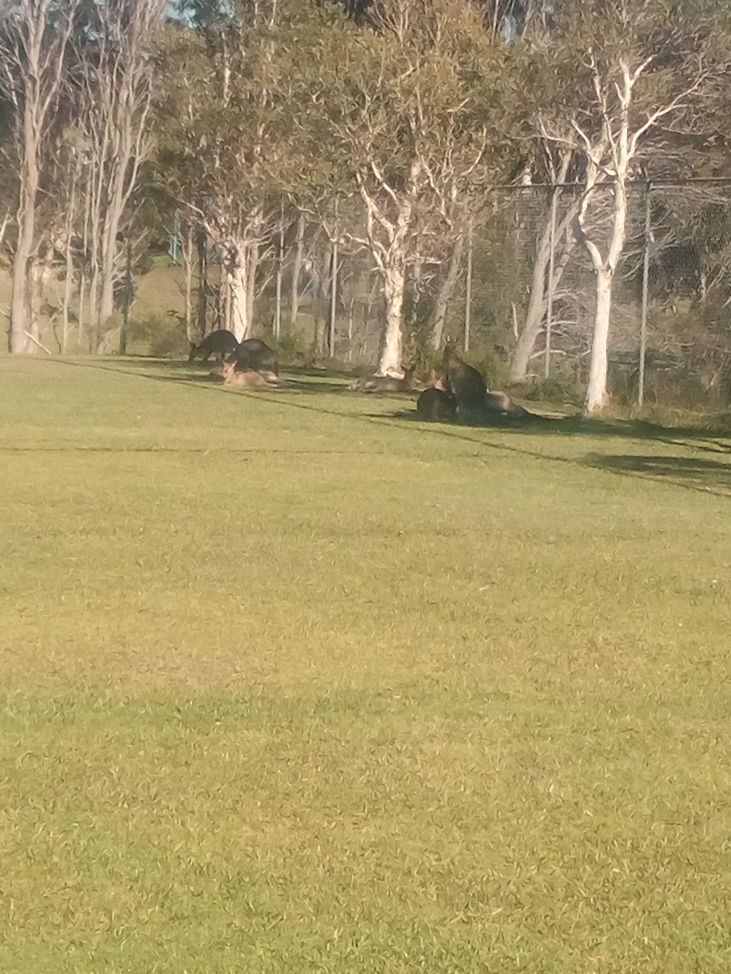 playing fields | park | 51 High St, Woolgoolga NSW 2456, Australia
