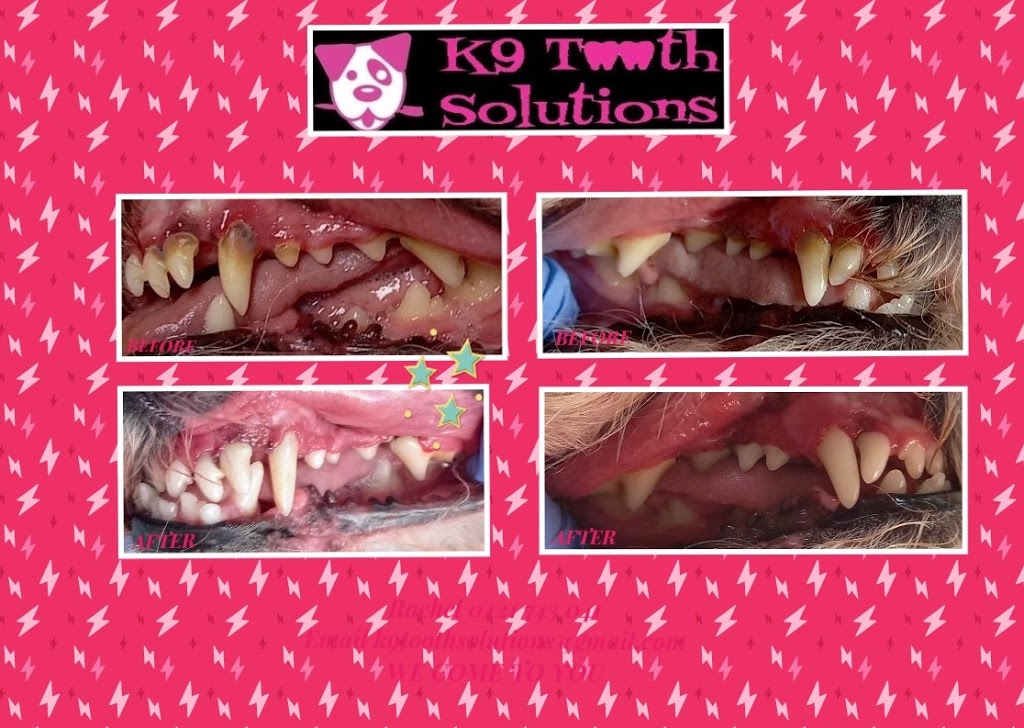 K9 Tooth Solutions | 35 Alison Dr, Lara VIC 3212, Australia | Phone: 0421 743 041