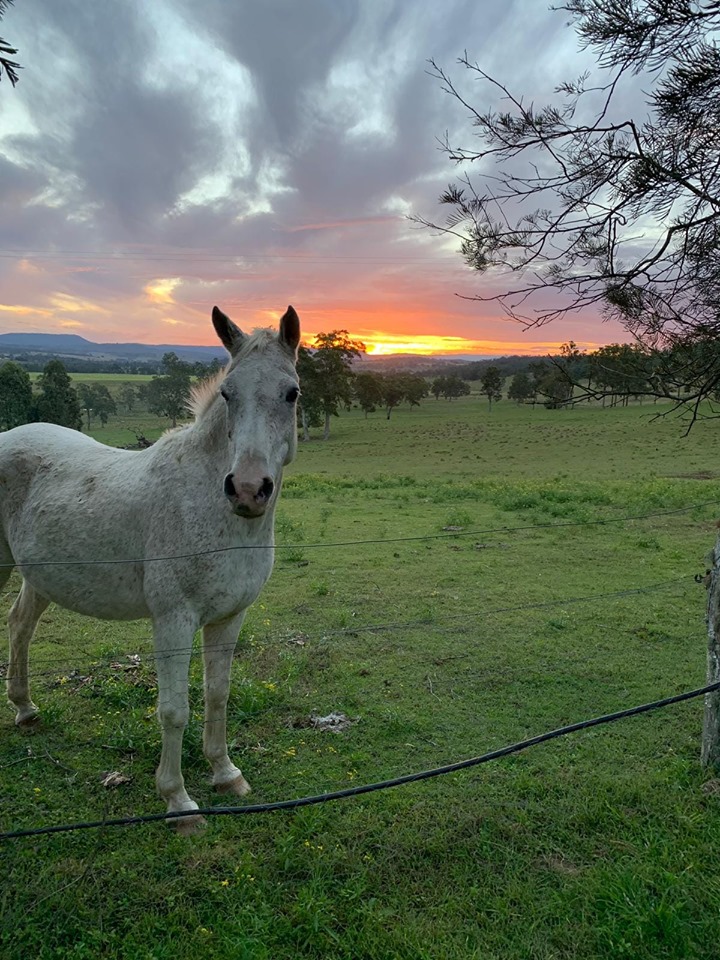 Terranora Veterinary Clinic | veterinary care | Shop 1/2-14 Henry Lawson Dr, Terranora NSW 2486, Australia | 0755904448 OR +61 7 5590 4448