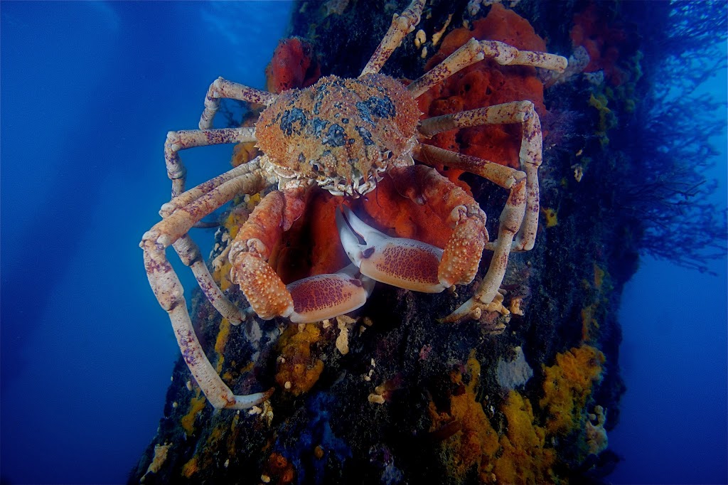 Ocean Divers | 223A E Boundary Rd, Bentleigh East VIC 3165, Australia | Phone: (03) 9579 2600