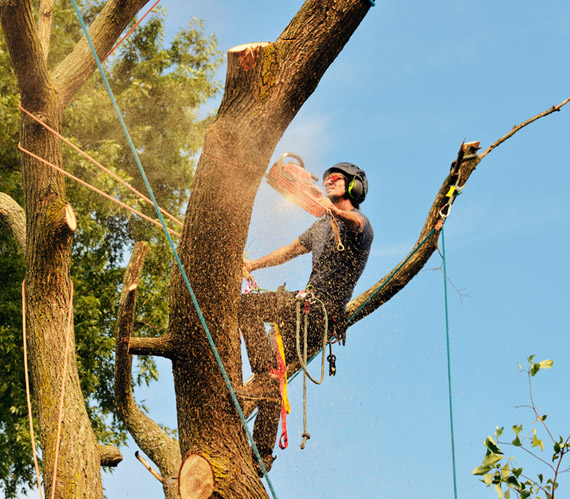 Summerland Tree Services | point of interest | 5 Bangalow Rd, Ballina NSW 2478, Australia | 0417698227 OR +61 417 698 227