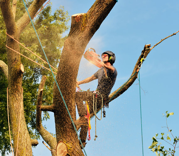 Summerland Tree Services | 5 Bangalow Rd, Ballina NSW 2478, Australia | Phone: 0417 698 227