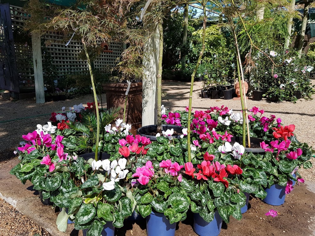 Churches Garden Centre | 141 Seymour St, Bathurst NSW 2795, Australia | Phone: (02) 6331 1806