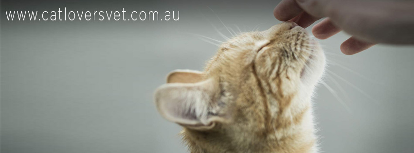 Catlovers Veterinary Clinic | veterinary care | 18 Overport Rd, Frankston South VIC 3199, Australia | 0397696999 OR +61 3 9769 6999