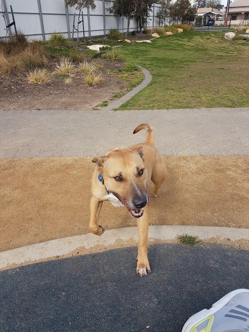 Adelaide Brighton Community Dog Park | park | LOT 119 Alfred St, Peterhead SA 5016, Australia