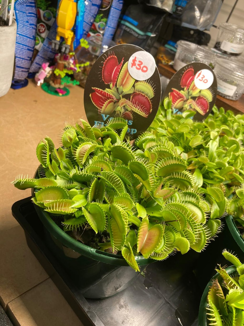 The Guppy Garden & Nano Nursery | Open By Appointment, 5/47 St George Cres, Sandy Point NSW 2172, Australia | Phone: 0437 158 143