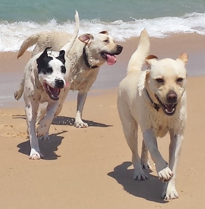 All4Paws Dog Training | 40 Macquarie St, Bolton Point NSW 2284, Australia | Phone: 0407 008 004