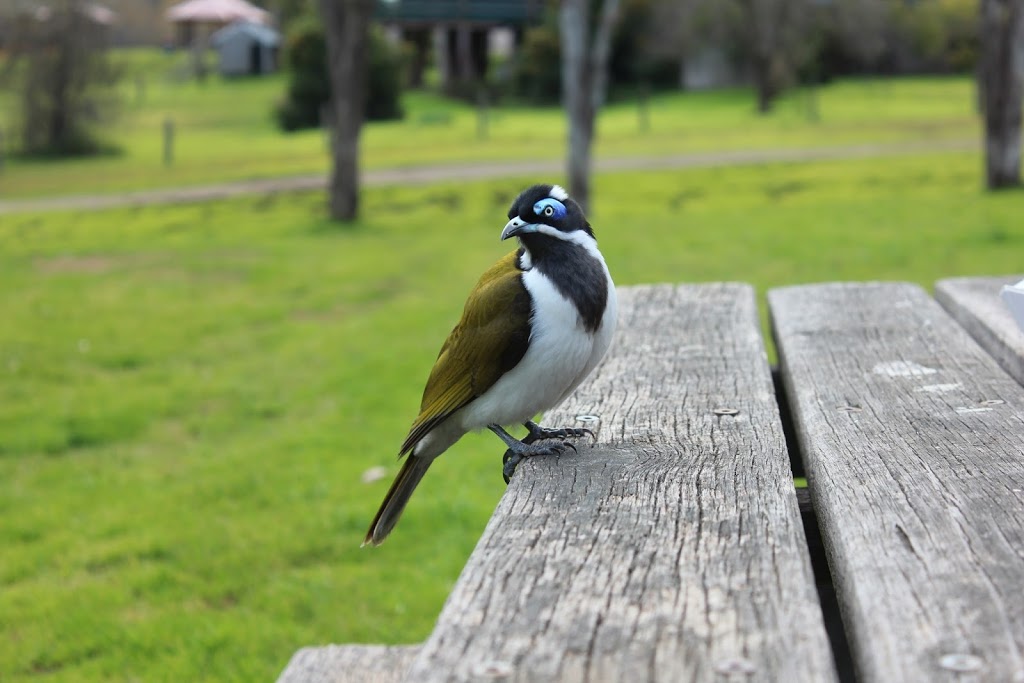 Wollombi Tavern | campground | 2994 Great N Rd, Wollombi NSW 2325, Australia | 0249983261 OR +61 2 4998 3261