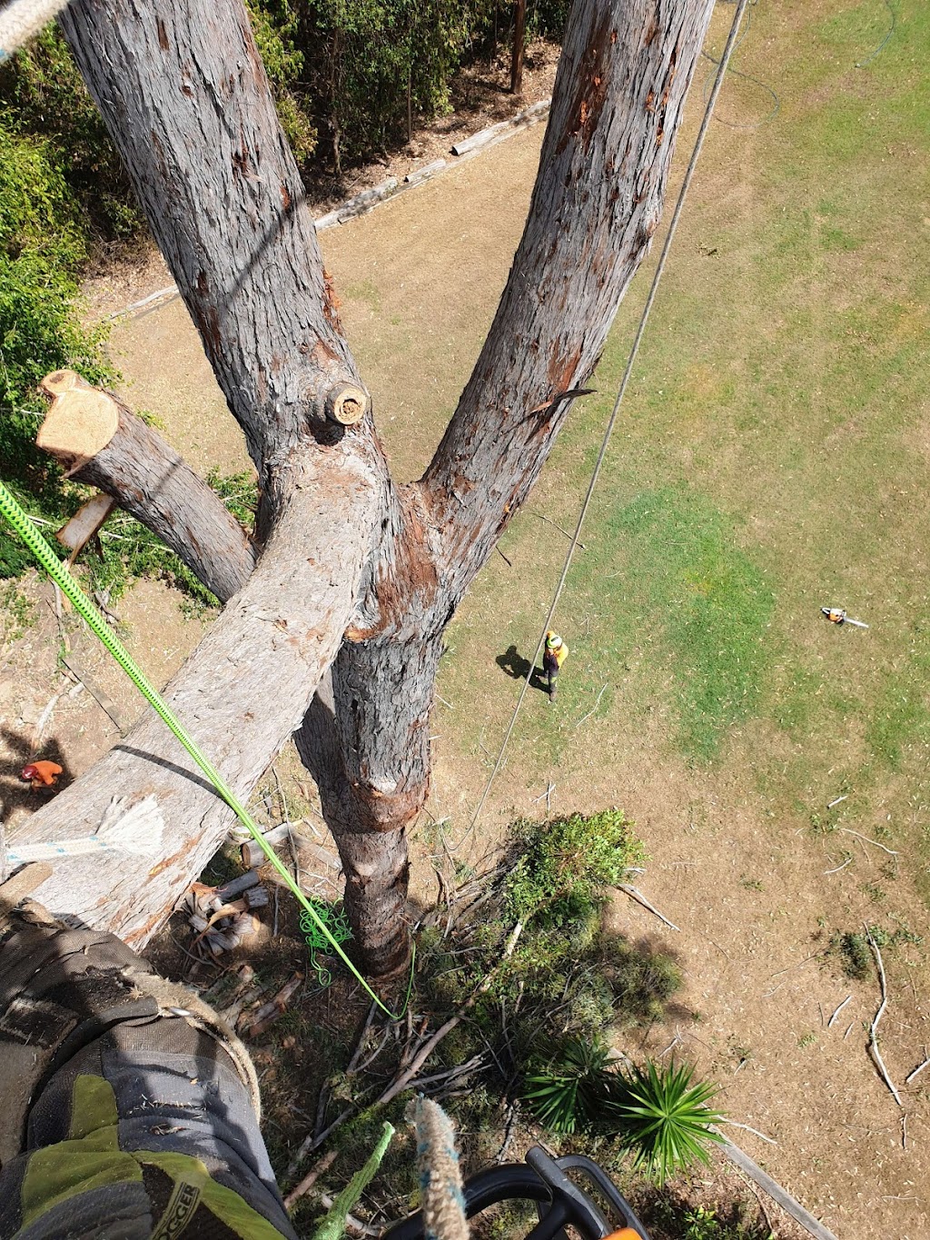 Tree Smart Brisbane - Tree Lopping and Stump Grinding | 27 Bettson Blvd, Griffin QLD 4503, Australia | Phone: 0487 369 639