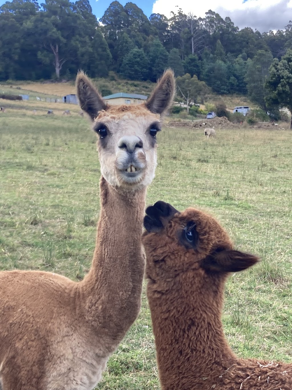 Kermandie Ridge Farm Sanctuary Inc. | 23 Knights Rd, Geeveston TAS 7116, Australia | Phone: 0429 029 012