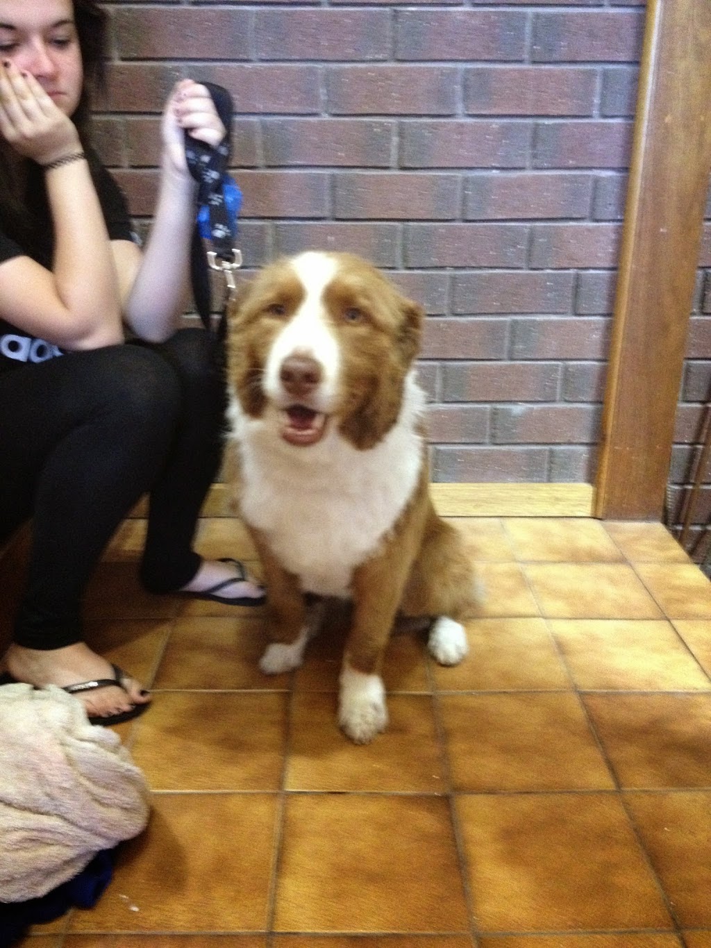 Shaggy Business Professional Dog Grooming |  | 6 Bayvue Cl, Carrickalinga SA 5204, Australia | 0402781548 OR +61 402 781 548