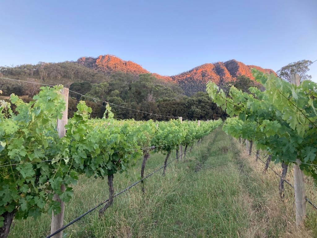 Cathedral Range Winery | 125 Knafl Rd, Taggerty VIC 3714, Australia | Phone: 0419 333 963