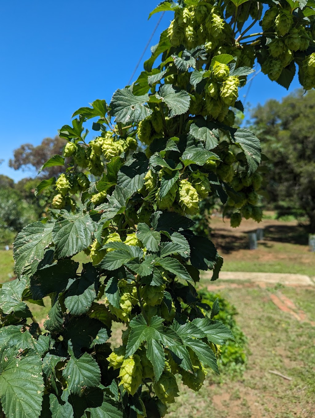 Lake Meran Brewery & Distillery | 325 Meering W Rd, Meering West VIC 3579, Australia | Phone: 0499 023 975