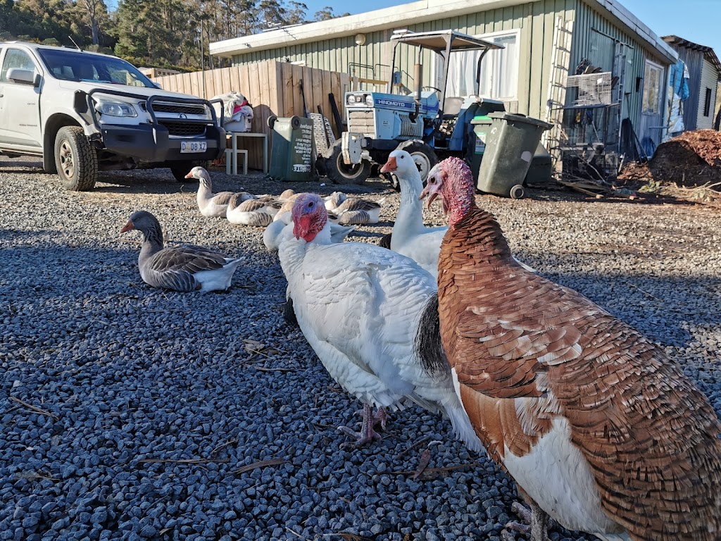 Brightside Farm Sanctuary | 8121 Channel Hwy, Cygnet TAS 7112, Australia | Phone: 0408 658 356