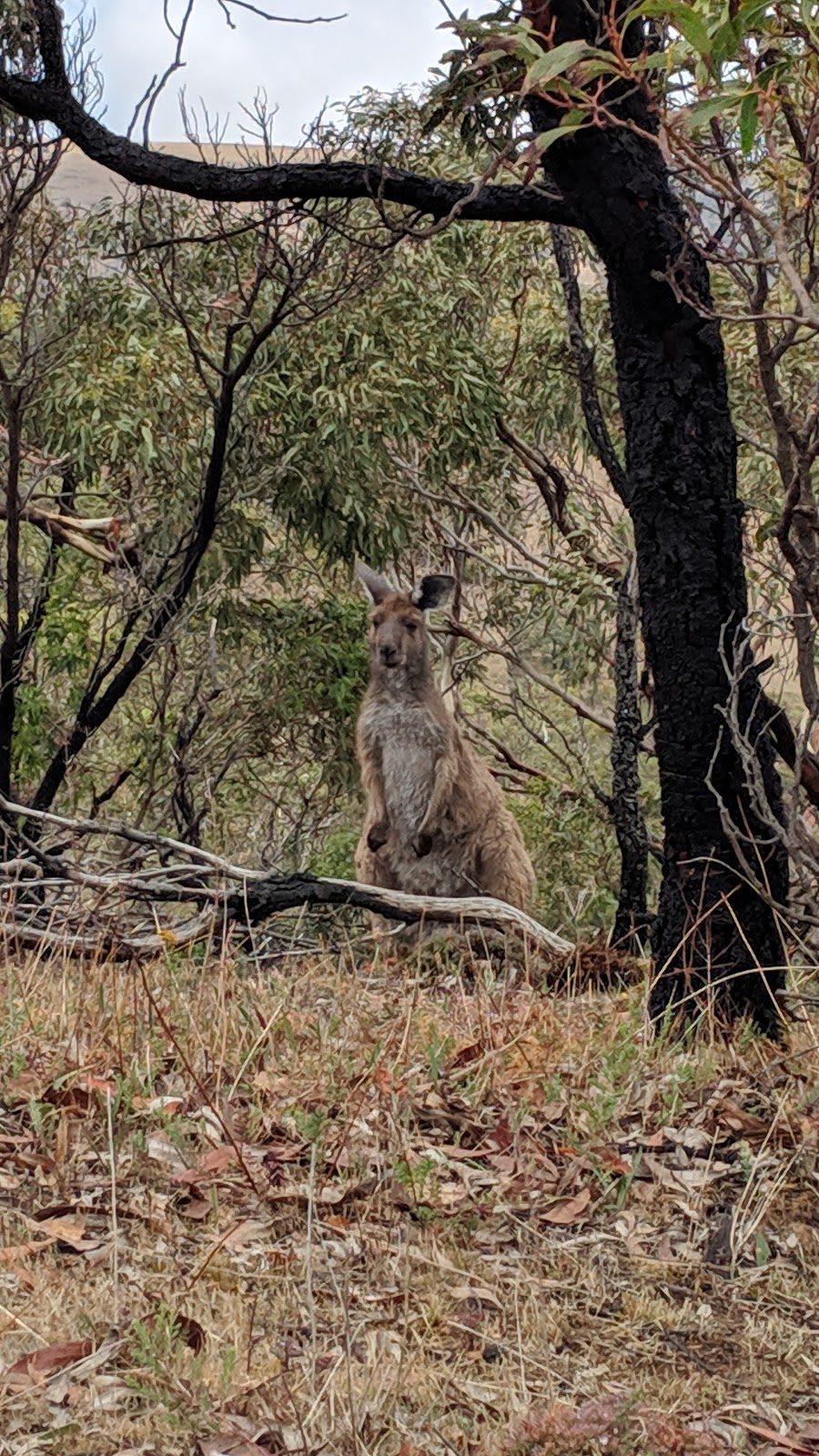 Talisker Conservation Park | Rarking Road, Silverton SA 5204, Australia | Phone: (08) 8598 0263