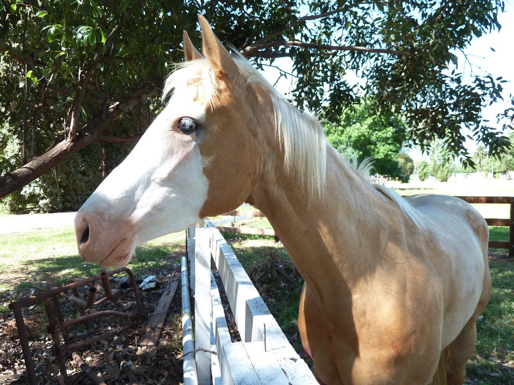 Leeton Veterinary Hospital | Farm 441 Yanco Ave, Leeton NSW 2705, Australia | Phone: (02) 6953 3111