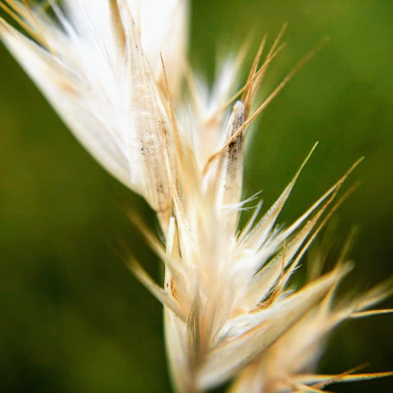 Native Seeds Pty Ltd | Great Alpine Rd, Eurobin VIC 3739, Australia | Phone: 1300 473 337
