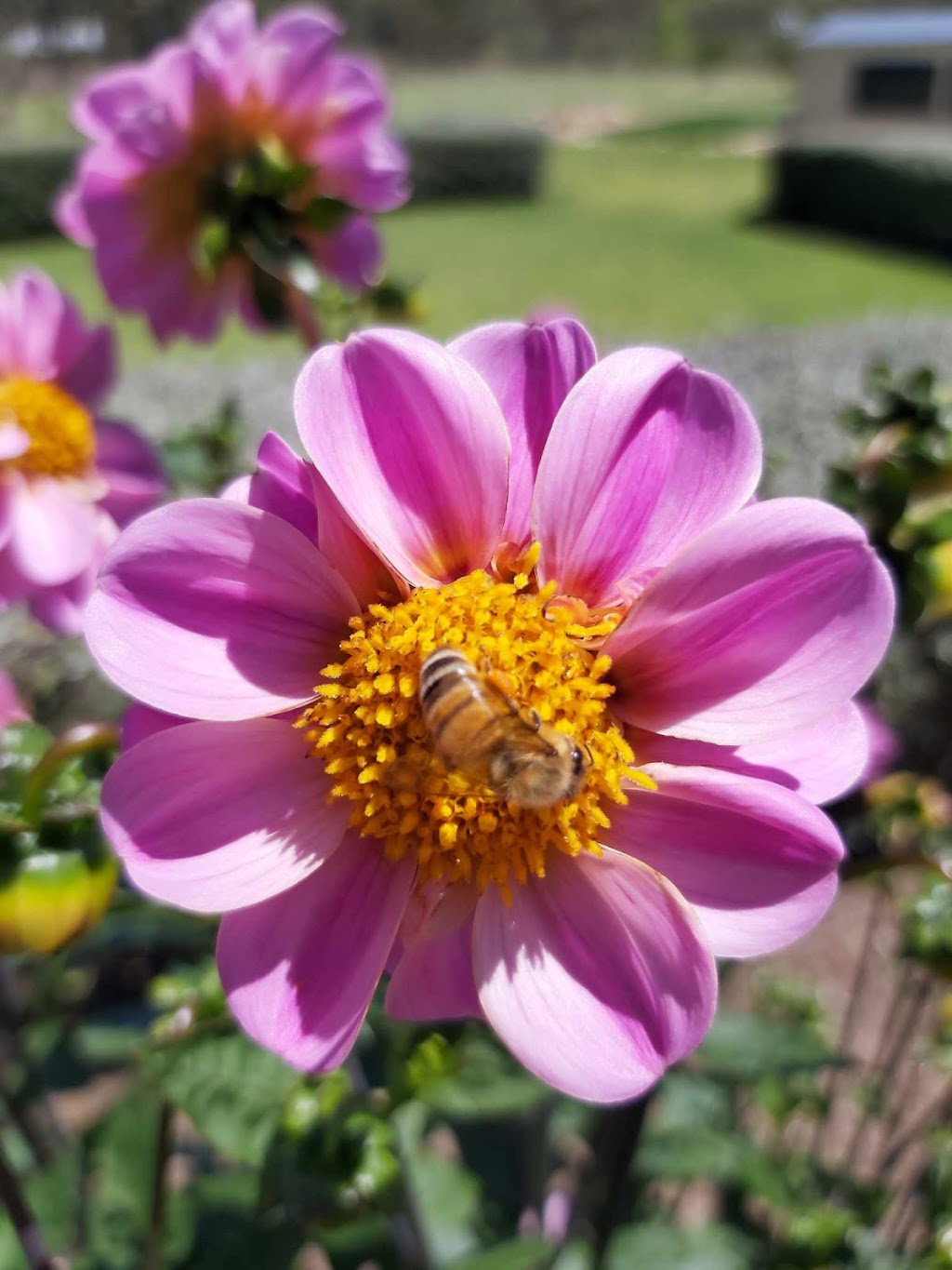 Ballandean Blooms | 123 Sundown Rd, Ballandean QLD 4382, Australia | Phone: 0412 130 402