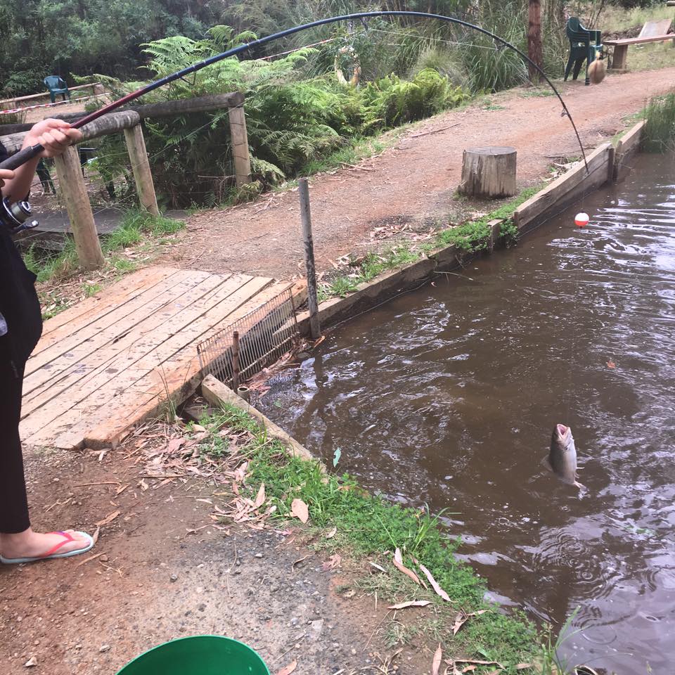 Marysville Trout & Salmon Ponds | 261 Marysville Rd, Marysville VIC 3779, Australia | Phone: (03) 5963 3558