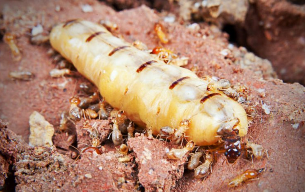Gold Coast Termite Inspections Termite Pest Control | home goods store | 25-27 Cooberrie St, Cornubia QLD 4130, Australia | 0416049534 OR +61 416 049 534