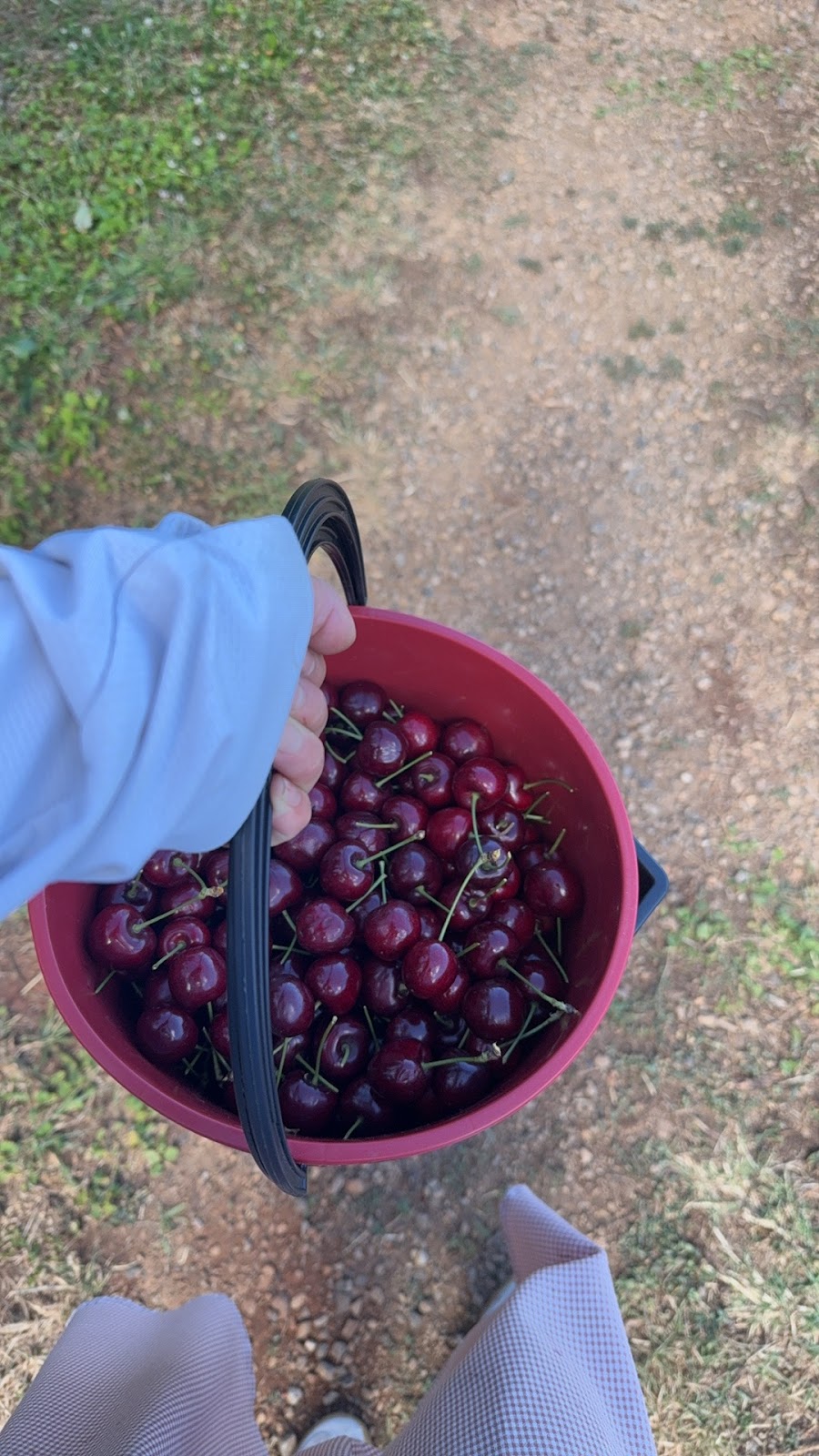 Mount Pleasant Cherries | 98 Mount Pleasant Ln, Canobolas NSW 2800, Australia | Phone: 0487 212 333