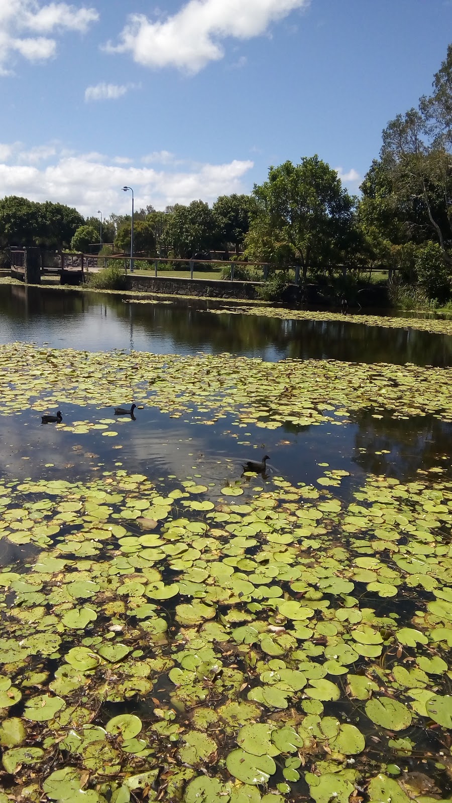 Canavan Gracie Recreational Park | Lomond Cres, Caloundra West QLD 4551, Australia