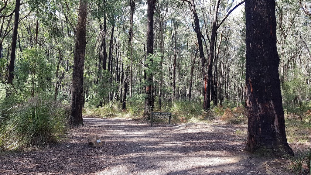 Lyrebird Forest Walk Carpark | Unnamed Road, Mirboo North VIC 3871, Australia