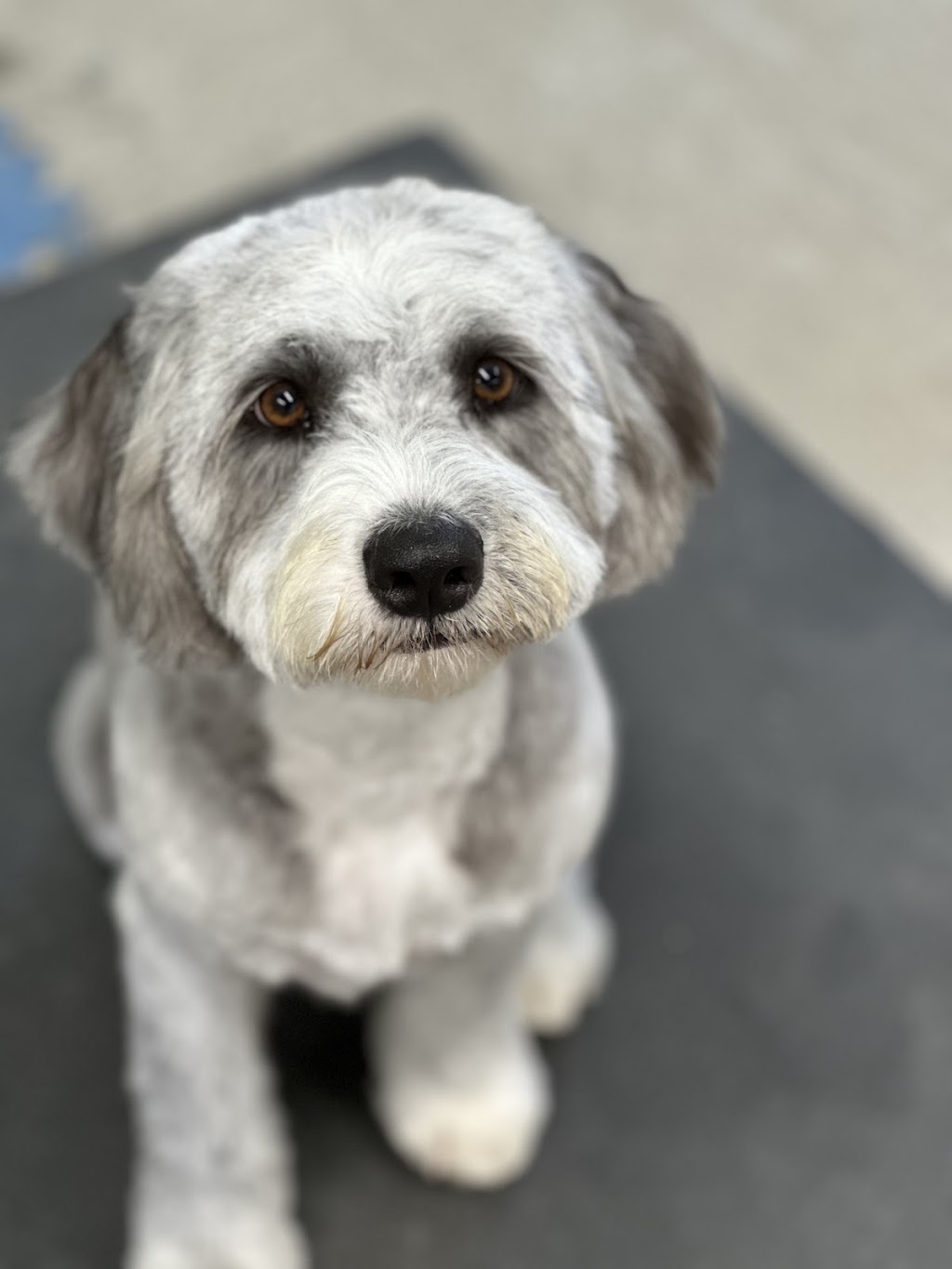 Debs Dog Parlour | 36 McArthur Dr, Falls Creek NSW 2540, Australia | Phone: 0414 683 751