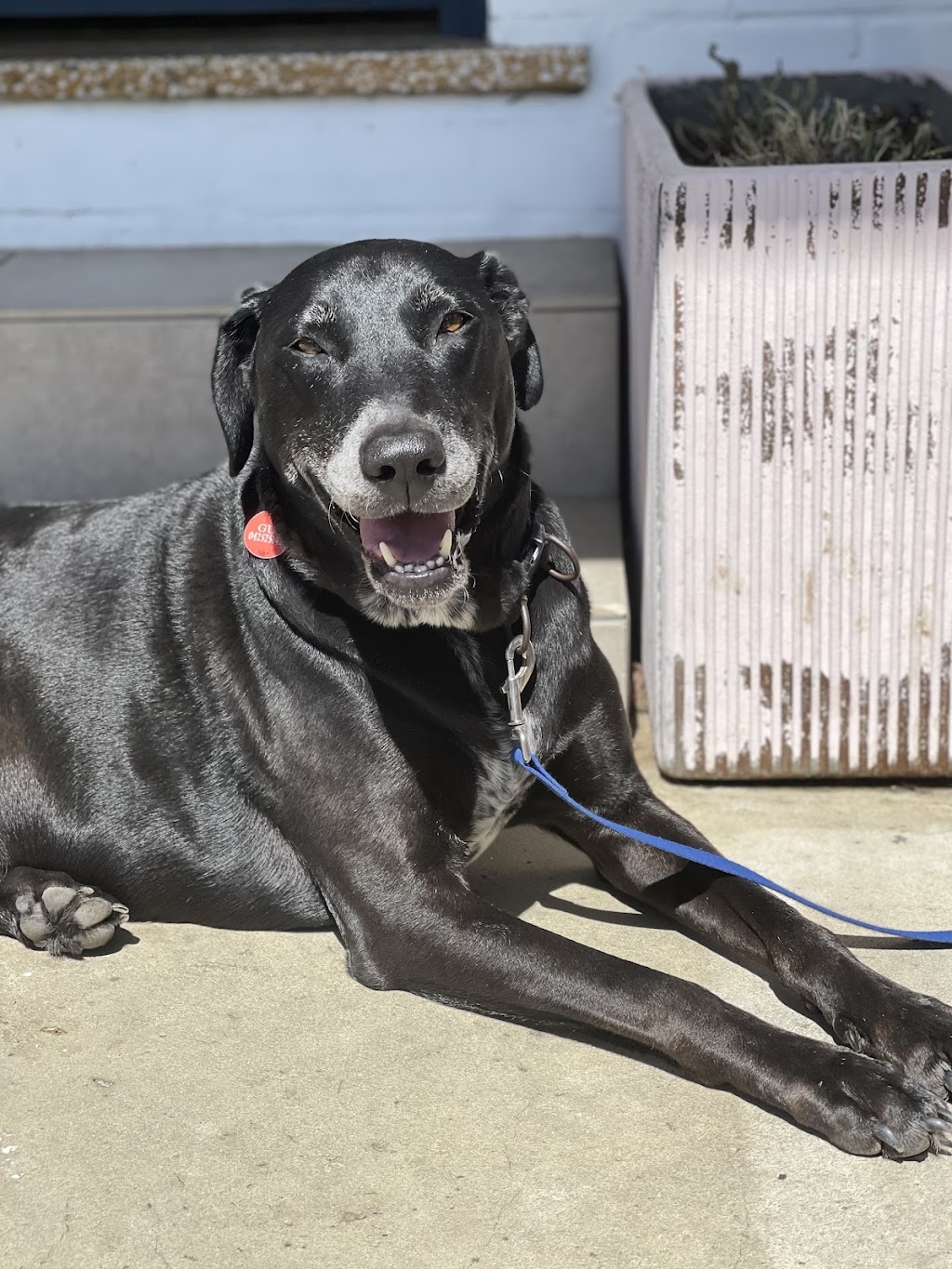 Kindred Spirits Dog Cafe | 287 Davistown Rd, Yattalunga NSW 2251, Australia | Phone: 0459 798 722 Kindred Spirits Dog Cafe | 287 Davistown Rd, Yattalunga NSW 2251, Australia | Phone: 0459 798 722