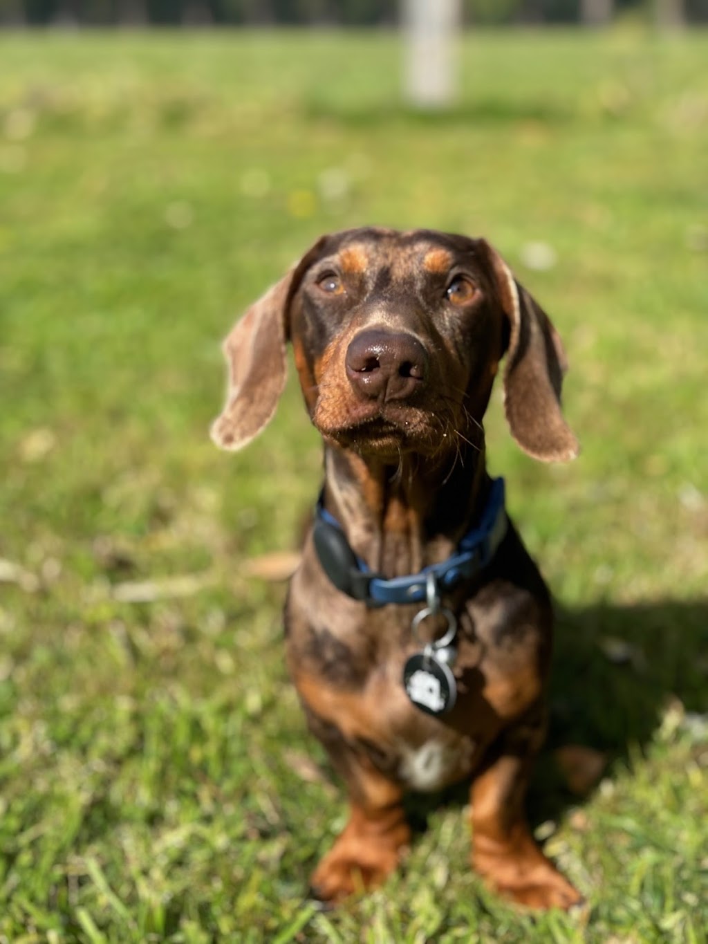 Little Woofs Doggy Daycare | 611b Wisemans Ferry Rd, Somersby NSW 2250, Australia | Phone: 0424 368 770