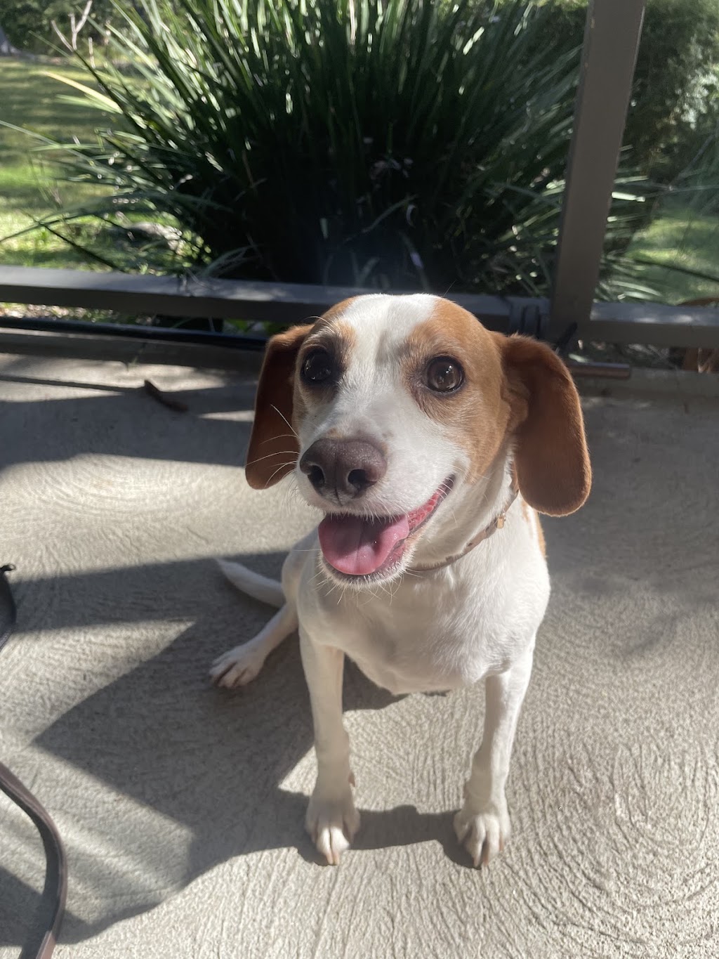 Northern Beaches Pet Care | 7 Foxall St, Elanora Heights NSW 2101, Australia | Phone: 0419 960 096