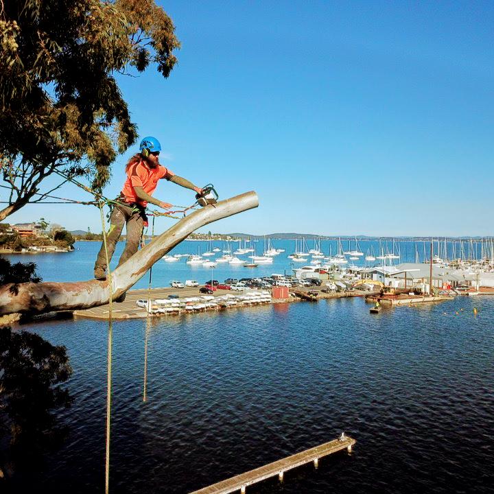 Cutting Edge Tree Maintenance | 42 Wakal St, Charlestown NSW 2290, Australia | Phone: 02 4003 4400