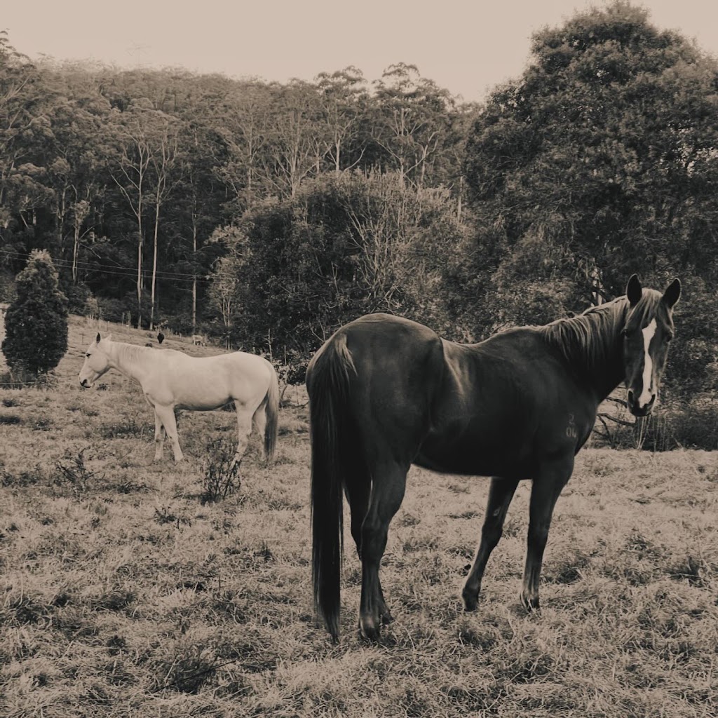 Watagan Australia Agistment & Spelling | 43 Watagan Rd, Martinsville NSW 2265, Australia | Phone: 0450 221 294