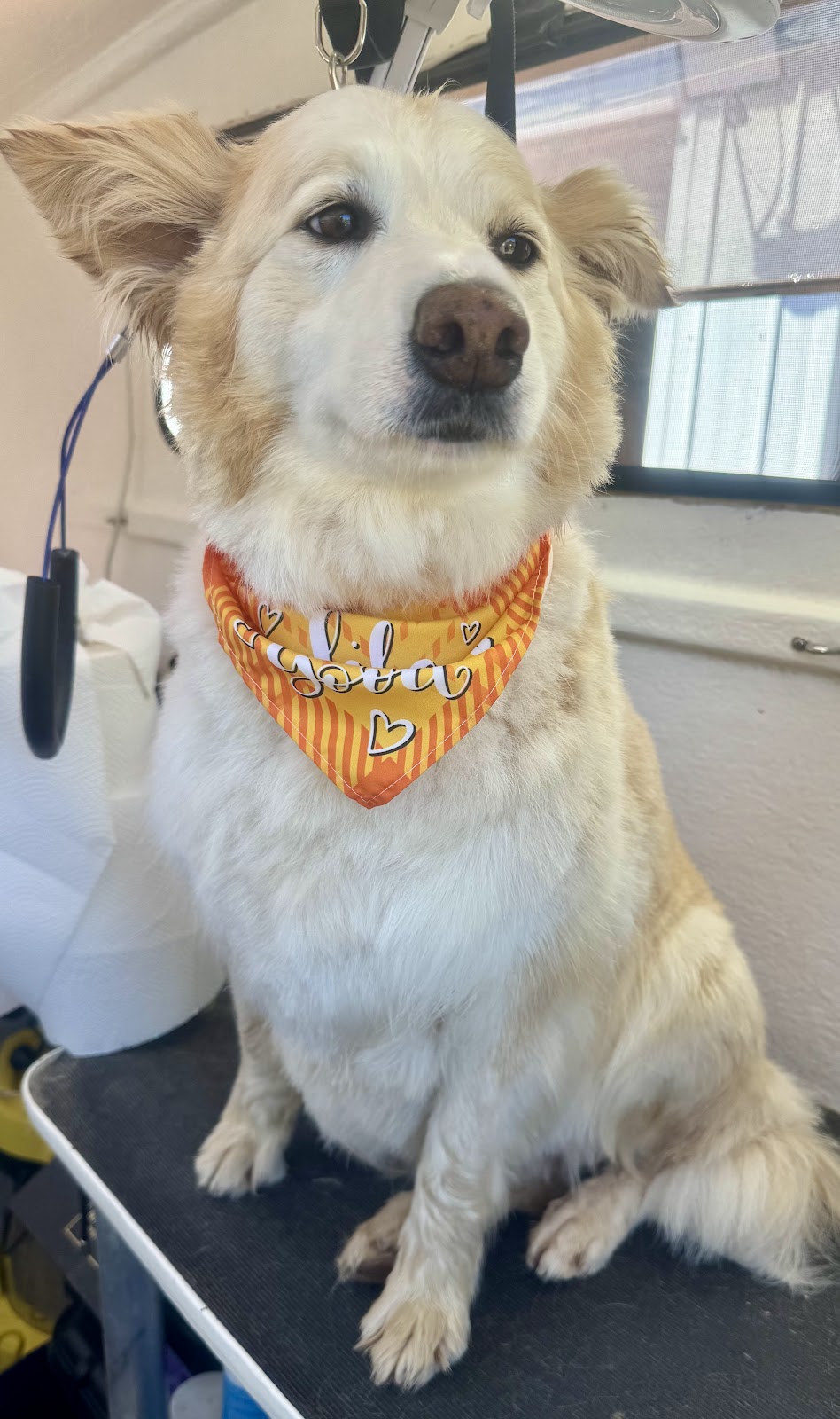 Perfect Paws Dog Spa - GV | 16 McFarlane Rd, Mooroopna VIC 3629, Australia | Phone: 0407 871 900