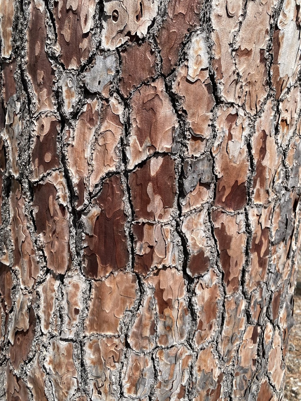 Bruce’s Royal Tree | 16 Siege St, Glenrowan VIC 3675, Australia | Phone: 0493 525 707