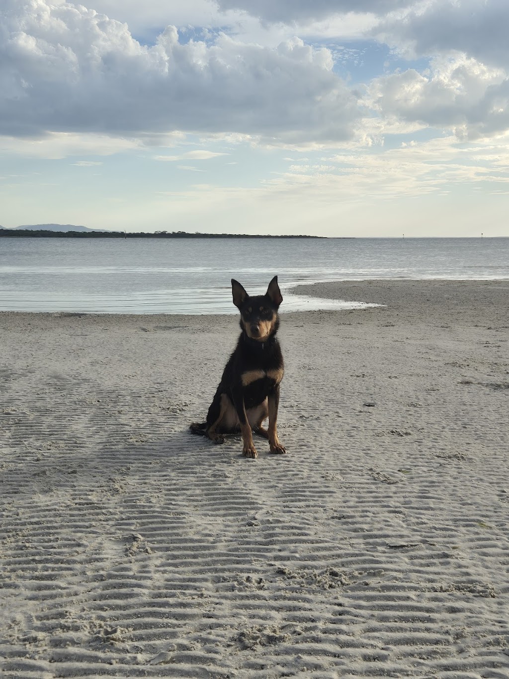 Montanah Plains Kelpie Stud | 72 High St, Beaufort VIC 3373, Australia | Phone: 0488 169 425