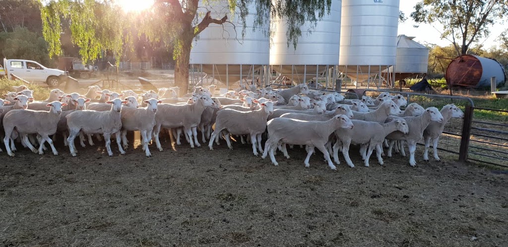 Karoola White Suffolk Stud | 24904 Mid Western Hwy, Hay NSW 2711, Australia | Phone: 0429 856 109