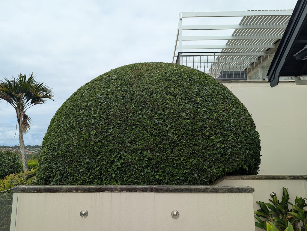 Seed to Sky | 5 Prince St, Thirroul NSW 2515, Australia | Phone: 0479 140 475 Seed to Sky | 5 Prince St, Thirroul NSW 2515, Australia | Phone: 0479 140 475