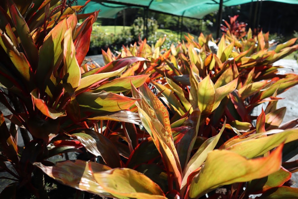 Crystal Nursery | Crooks Valley Rd, Crystal Creek NSW 2484, Australia | Phone: 0487 393 831