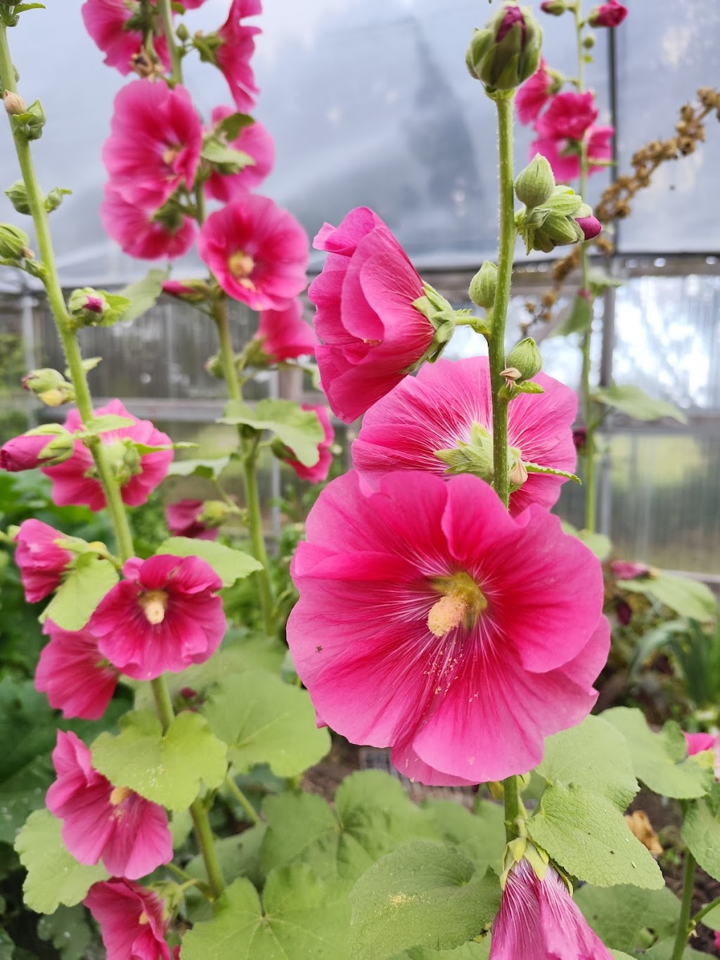 Apollo Bay Community Garden | Apollo Bay VIC 3233, Australia | Phone: 0402 474 375